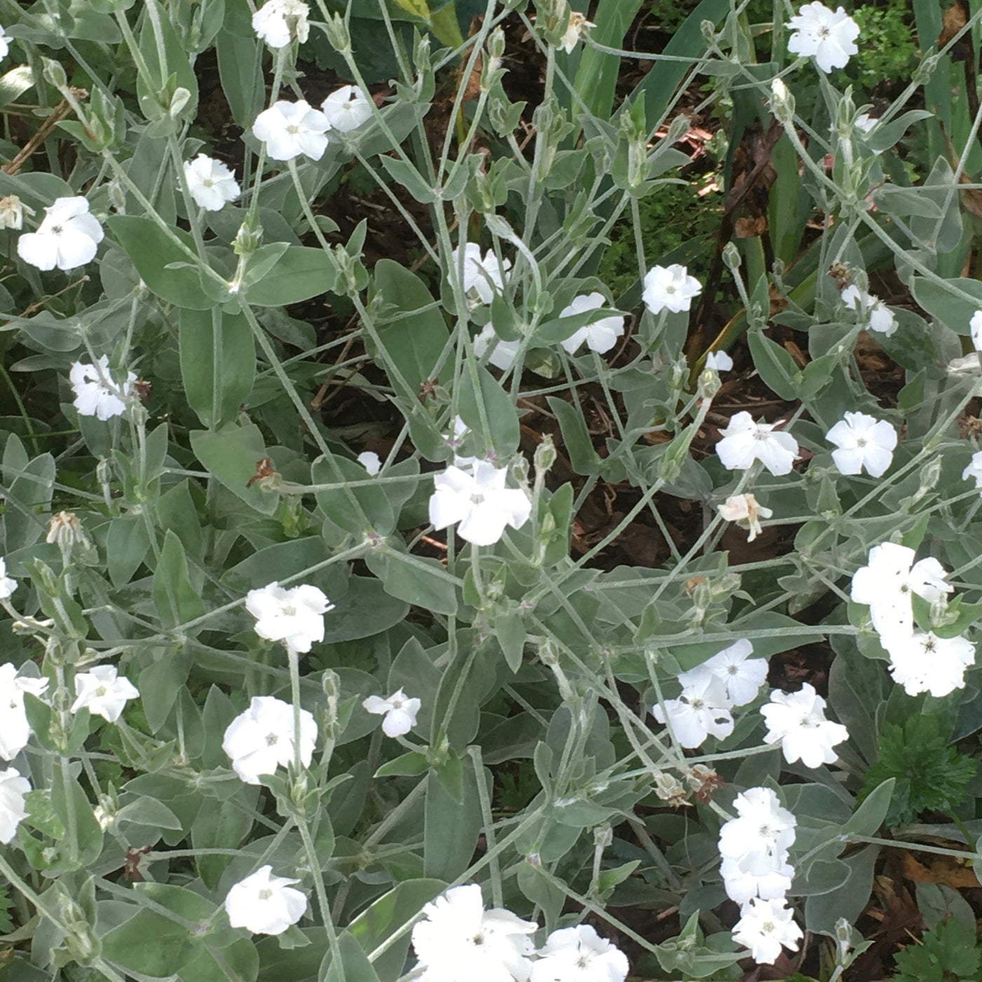Puriri Lane | Lychnis coronaria  | Alba