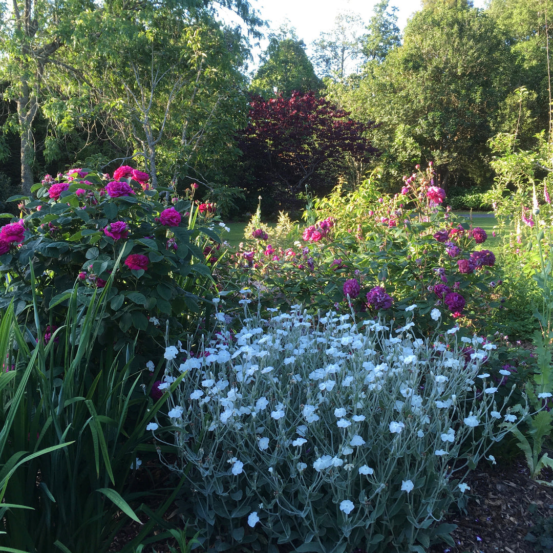Lychnis coronaria