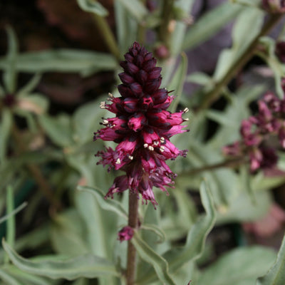 Puriri Lane | Lysimachia atropurpurea  | Beaujolais