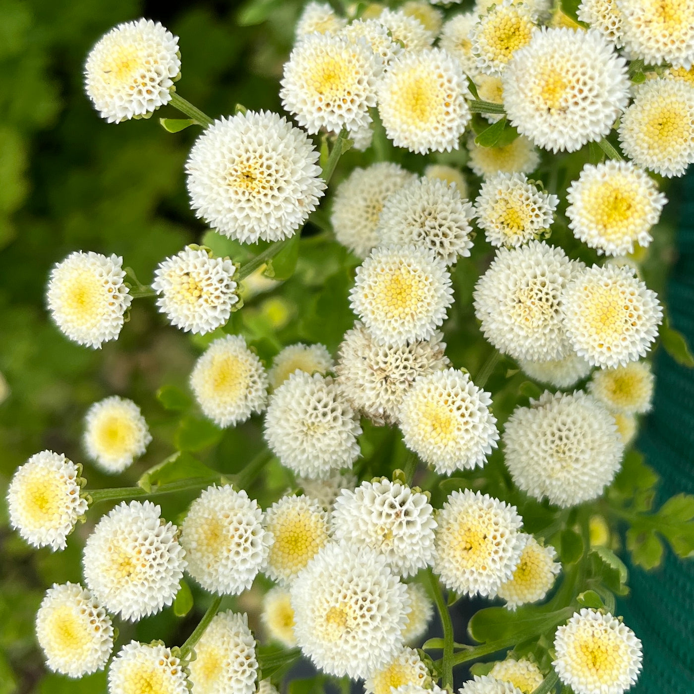 Puriri Lane | Matricaria Lima