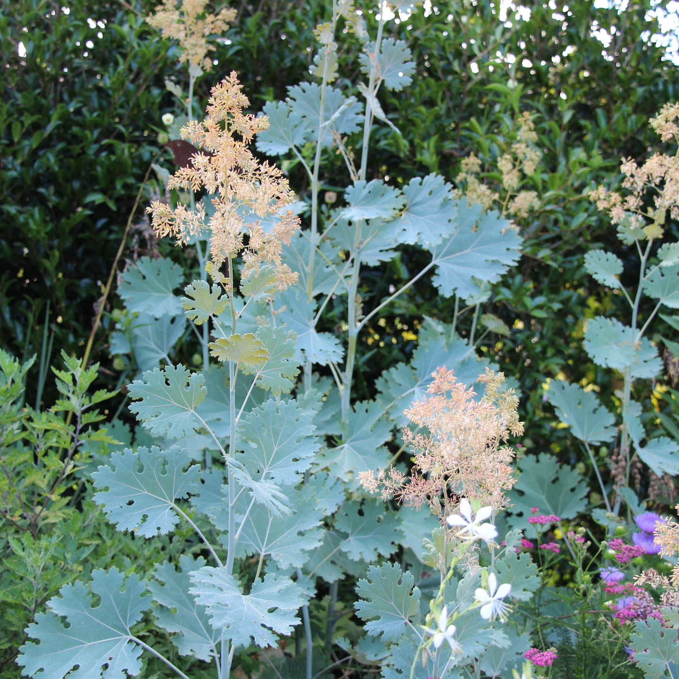 Puriri Lane | Macleaya cordata | Plume Poppy