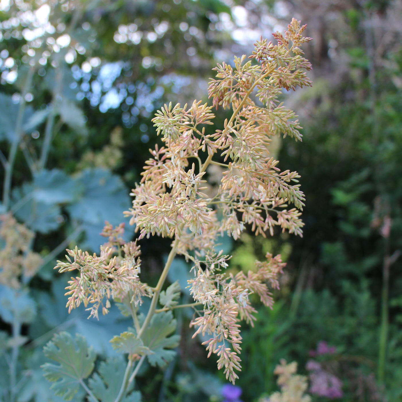 Puriri Lane | Macleaya cordata | Plume Poppy