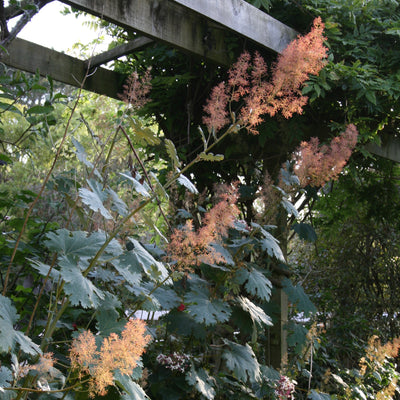 Puriri Lane | Macleaya cordata | Plume Poppy