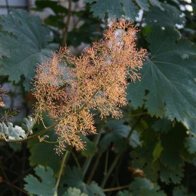 Puriri Lane | Macleaya cordata | Plume Poppy
