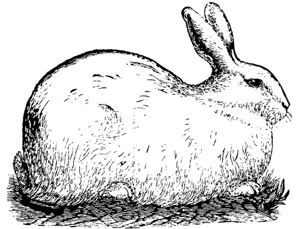 Puriri Lane | Madame Treacle | Little Vintage | Bunny