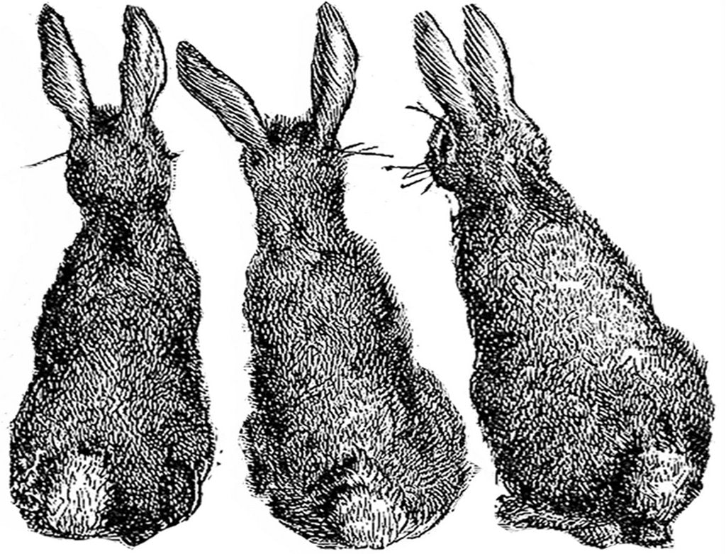 Rabbits Viewing The Carrot Patch | Little Vintage