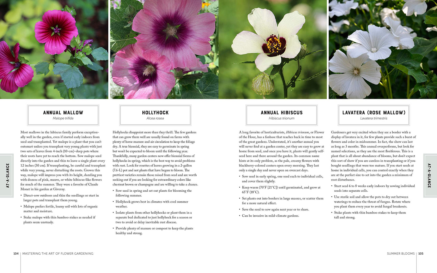 Puriri Lane | Mastering The Art Of Flower Gardening | Matt Matus