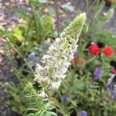 Reseda odorata | Mignonette