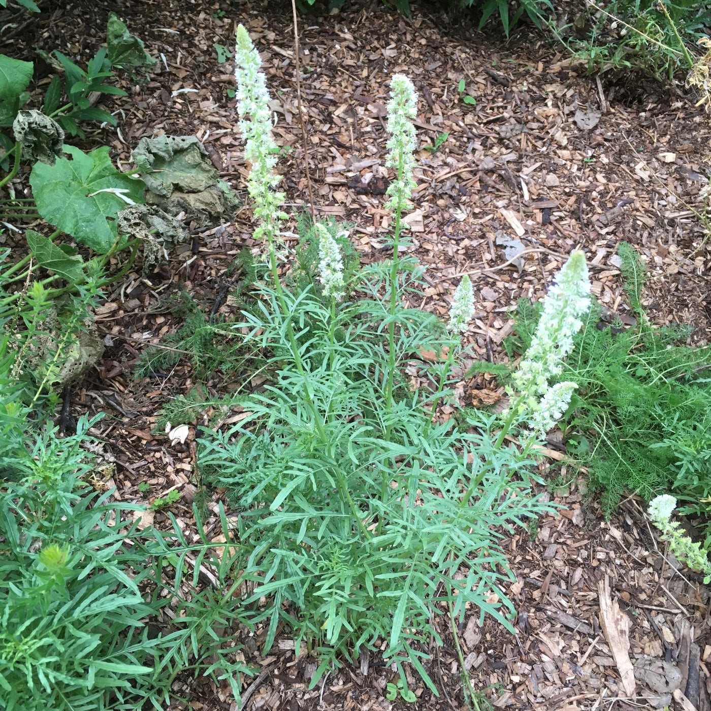 Reseda odorata | Mignonette