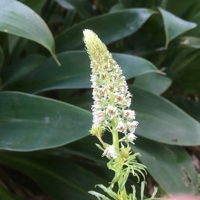 Reseda alba | White Mignonette
