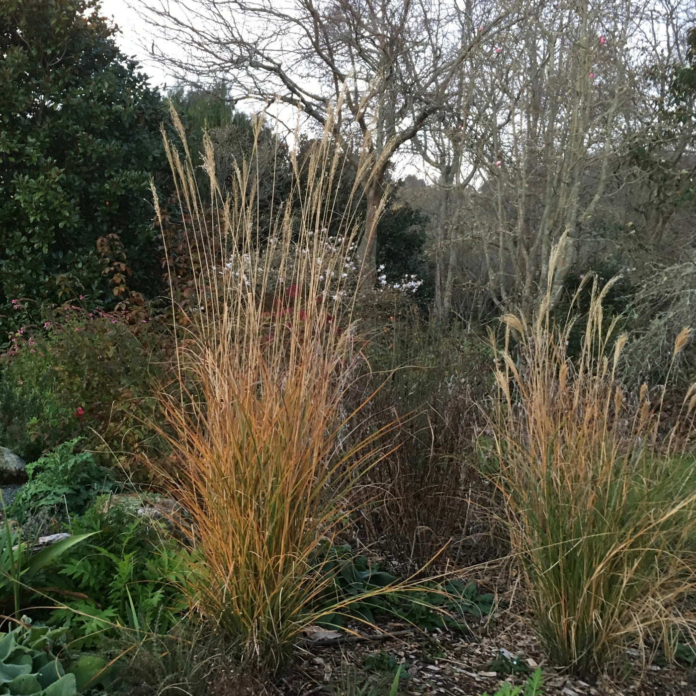 Puriri Lane | Miscanthus sinensis | Japanese Silver Grass