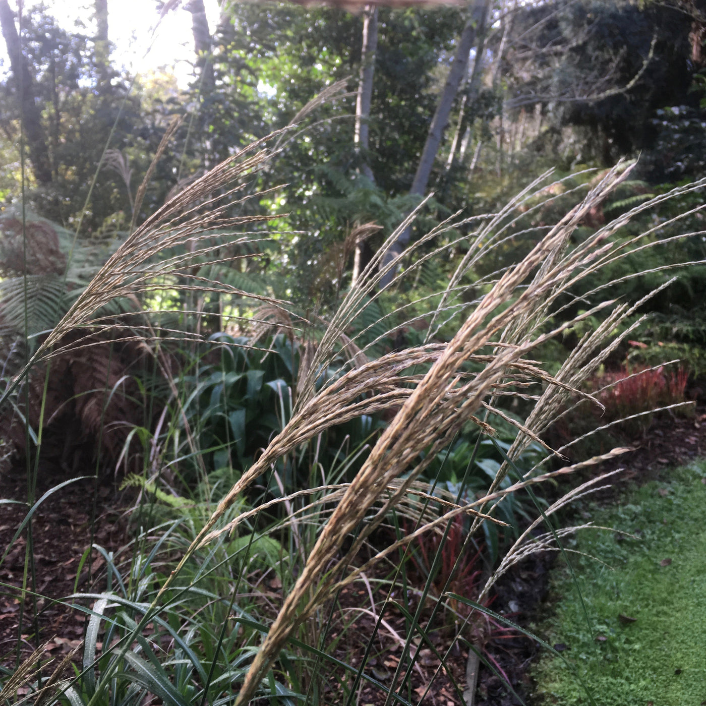 Puriri Lane | Miscanthus sinensis | Japanese Silver Grass