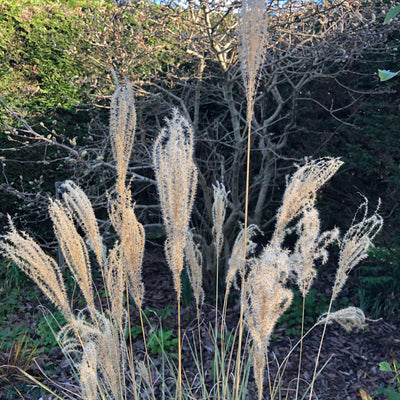 Puriri Lane | Miscanthus sinensis | Morning Light
