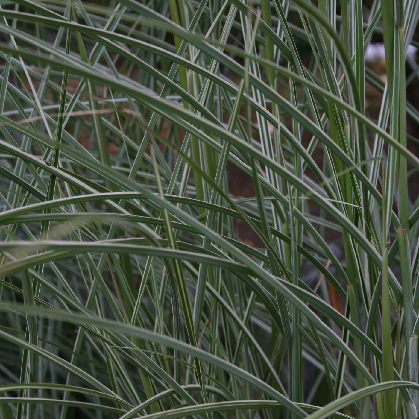 Puriri Lane | Miscanthus sinensis | Morning Light