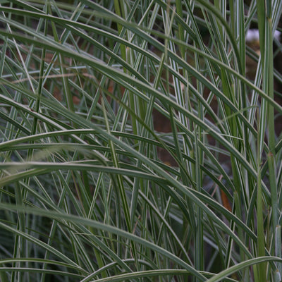 Puriri Lane | Miscanthus sinensis | Morning Light