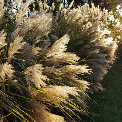Puriri Lane | Miscanthus sinensis | Morning Light