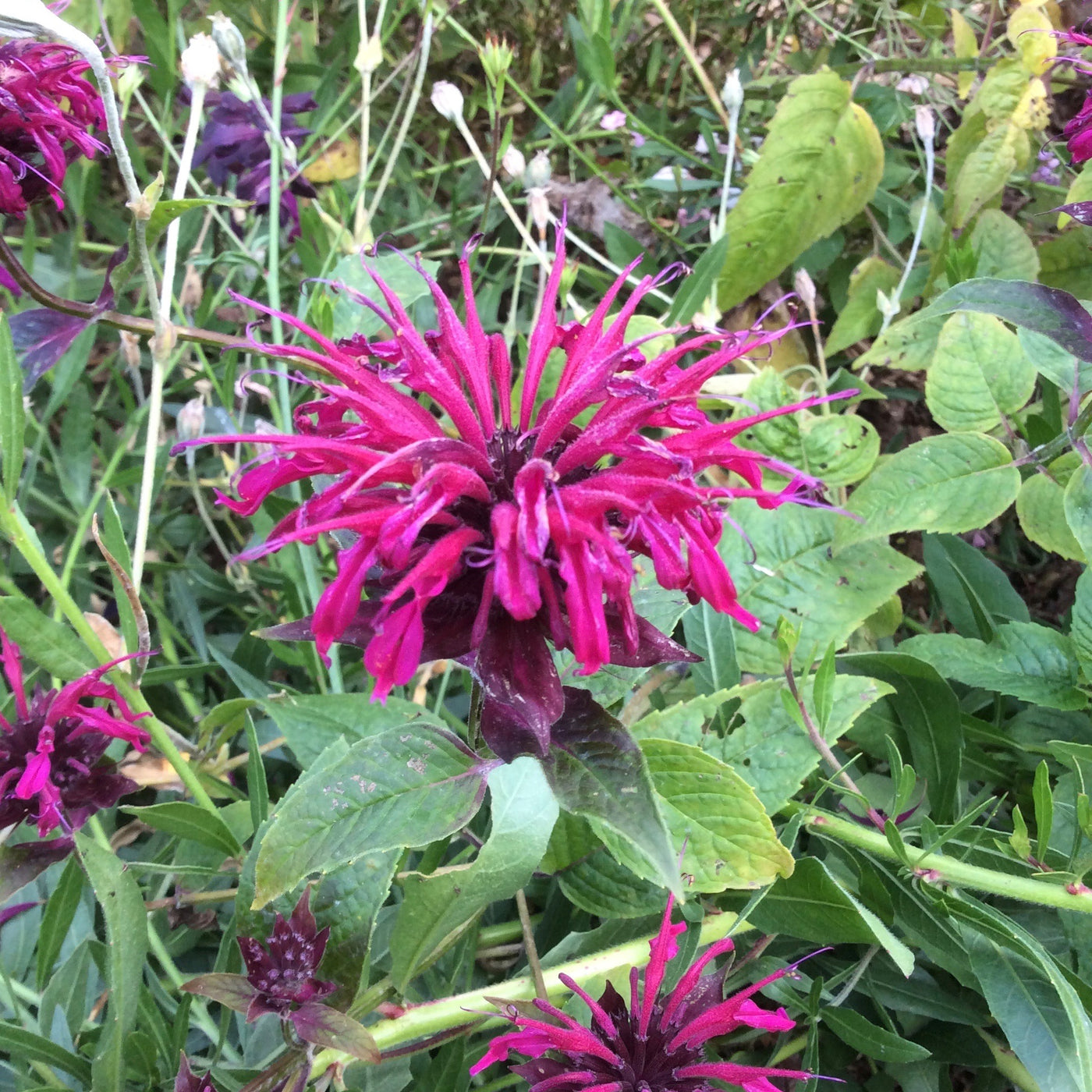 Puriri Lane | Monarda didyma | Mahogany