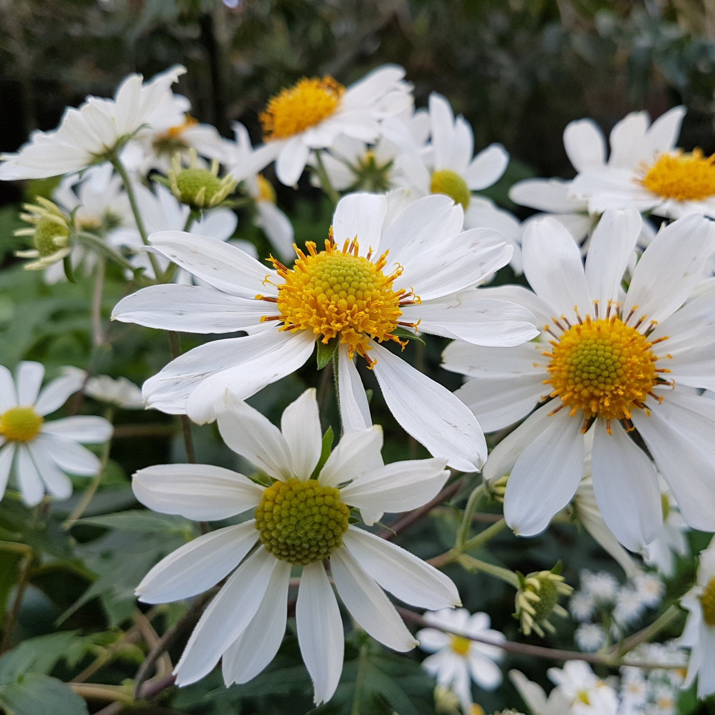 Puriri Lane | Montanoa grandiflora | Tree Daisy