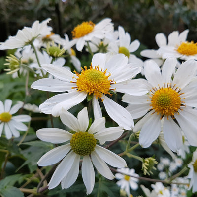 Puriri Lane | Montanoa grandiflora | Tree Daisy