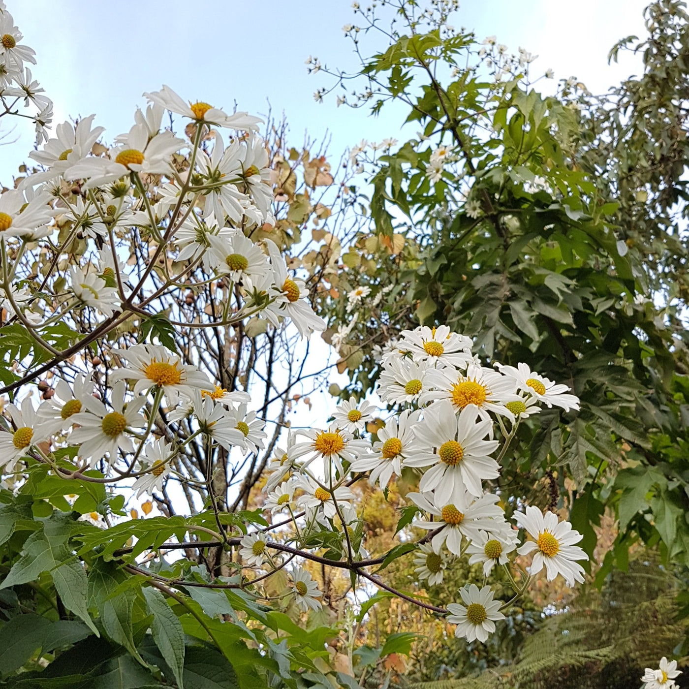 Puriri Lane | Montanoa grandiflora | Tree Daisy