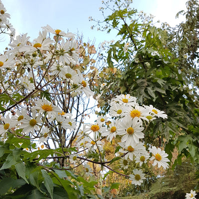 Puriri Lane | Montanoa grandiflora | Tree Daisy