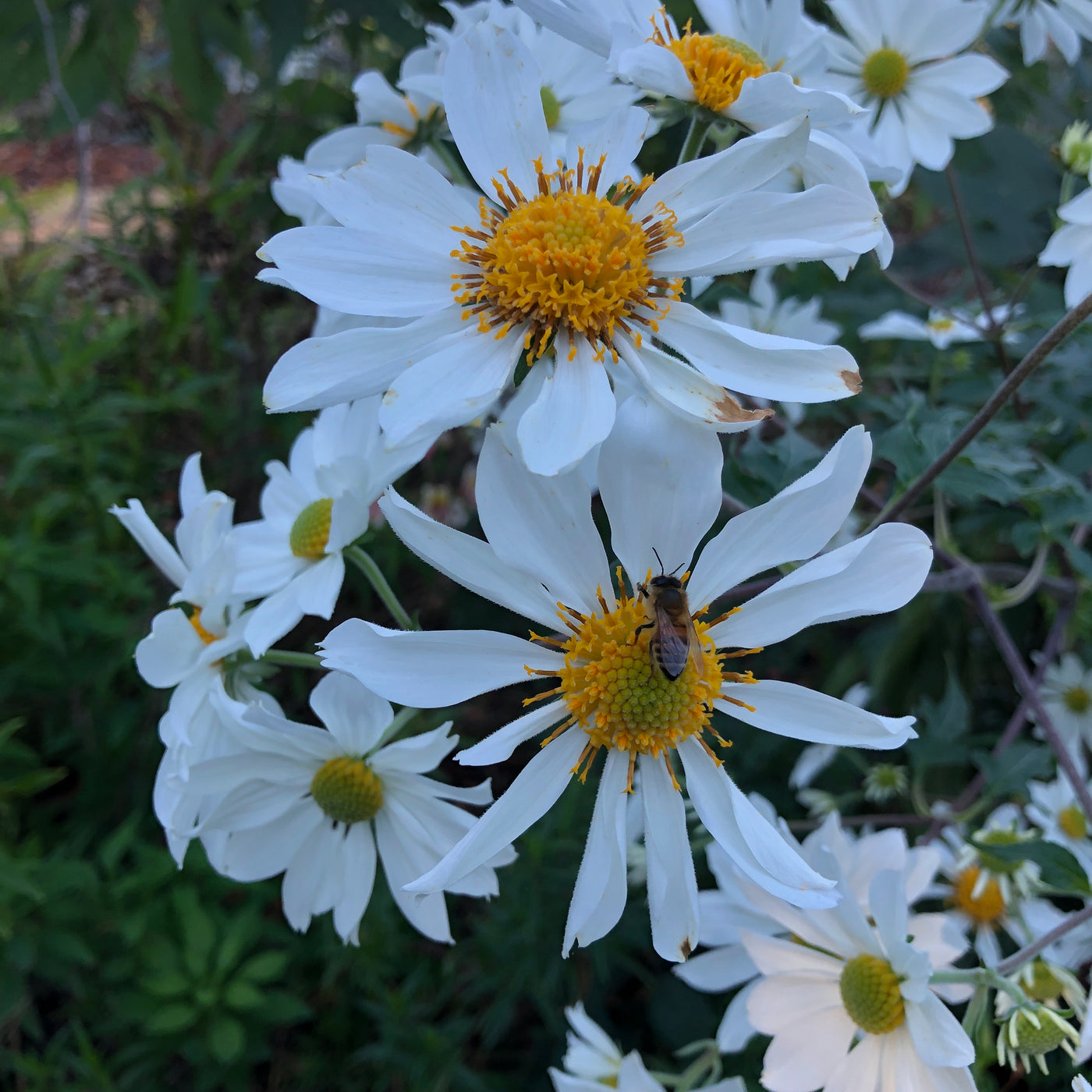 Puriri Lane | Montanoa grandiflora | Tree Daisy