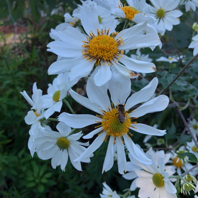Puriri Lane | Montanoa grandiflora | Tree Daisy