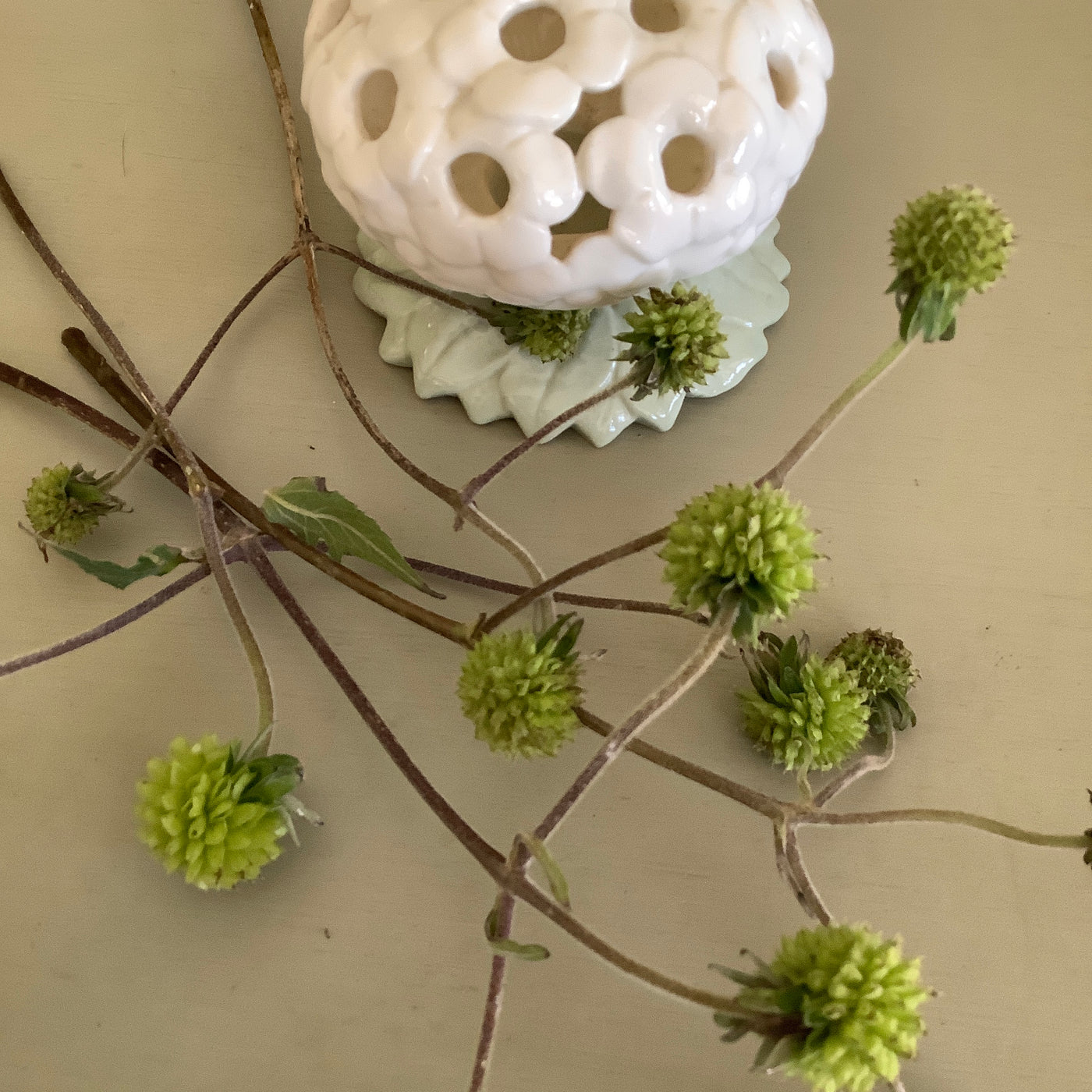 Puriri Lane | Montanoa grandiflora | Tree Daisy