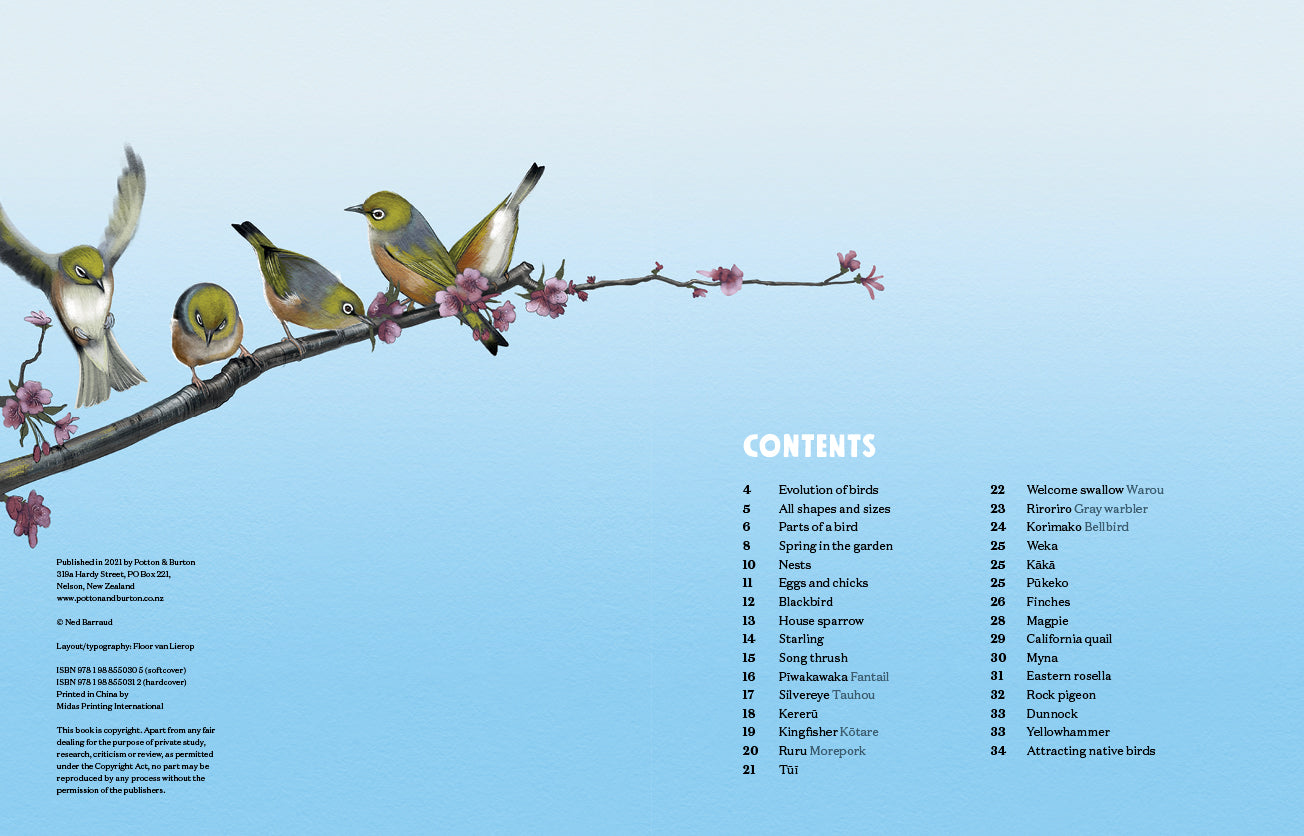 Puriri Lane | New Zealand's Backyard Birds | Ned Barraud