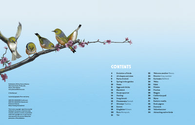 Puriri Lane | New Zealand's Backyard Birds | Ned Barraud