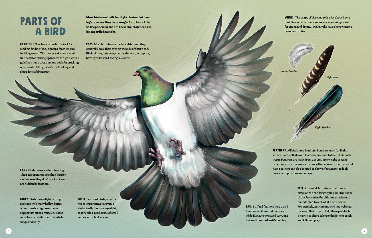 Puriri Lane | New Zealand's Backyard Birds | Ned Barraud