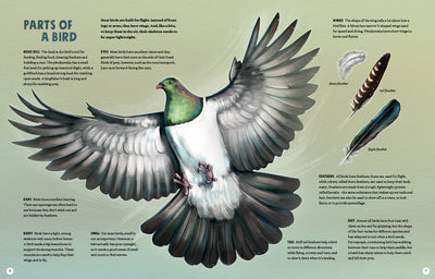 Puriri Lane | New Zealand's Backyard Birds | Ned Barraud