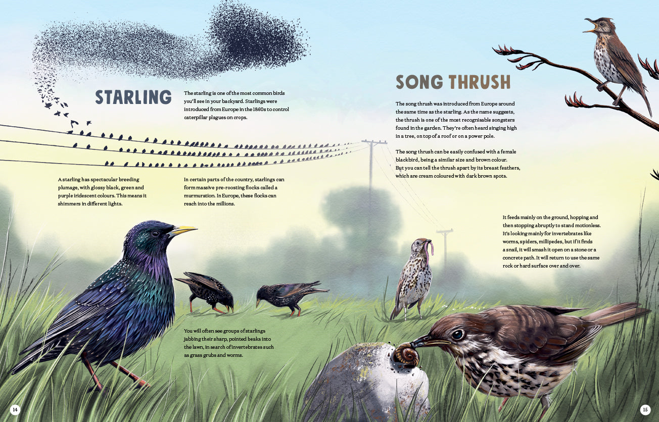 Puriri Lane | New Zealand's Backyard Birds | Ned Barraud