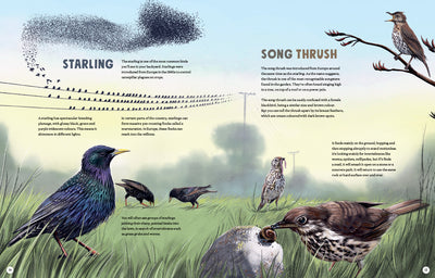 Puriri Lane | New Zealand's Backyard Birds | Ned Barraud