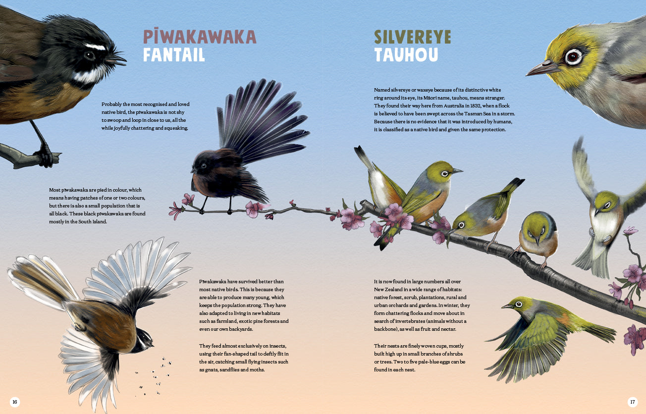 Puriri Lane | New Zealand's Backyard Birds | Ned Barraud