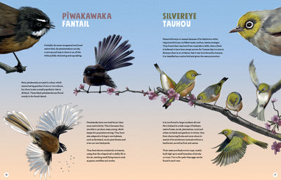 Puriri Lane | New Zealand's Backyard Birds | Ned Barraud