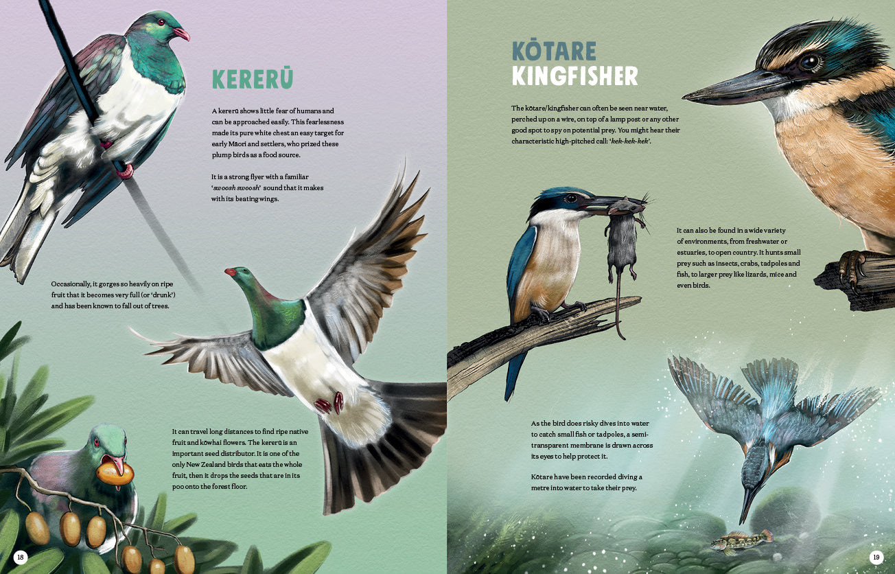 Puriri Lane | New Zealand's Backyard Birds | Ned Barraud