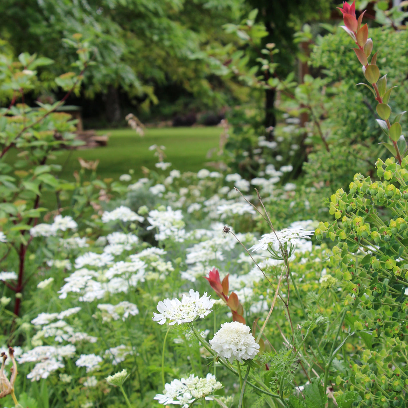 Puriri Lane | Orlaya grandiflora | Lace Flower