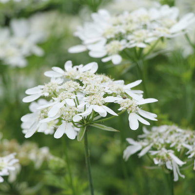 Puriri Lane | Orlaya grandiflora | Lace Flower