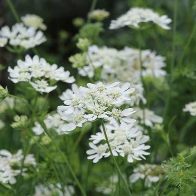 Puriri Lane | Orlaya grandiflora | Lace Flower