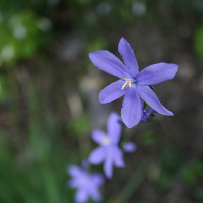 Puriri Lane | Orthrosanthos multiflorus