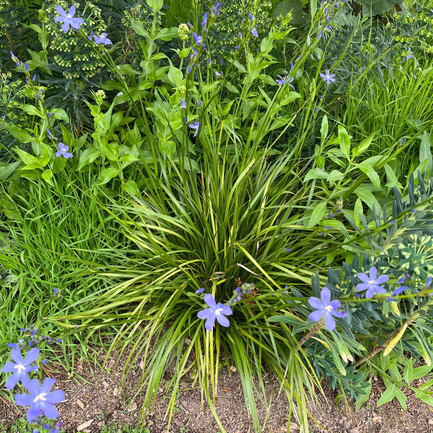 Puriri Lane | Orthrosanthos multiflorus