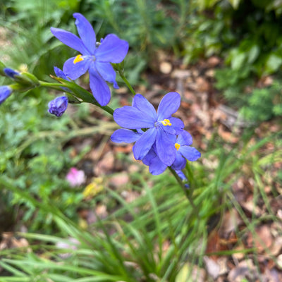 Puriri Lane | Orthrosanthos multiflorus