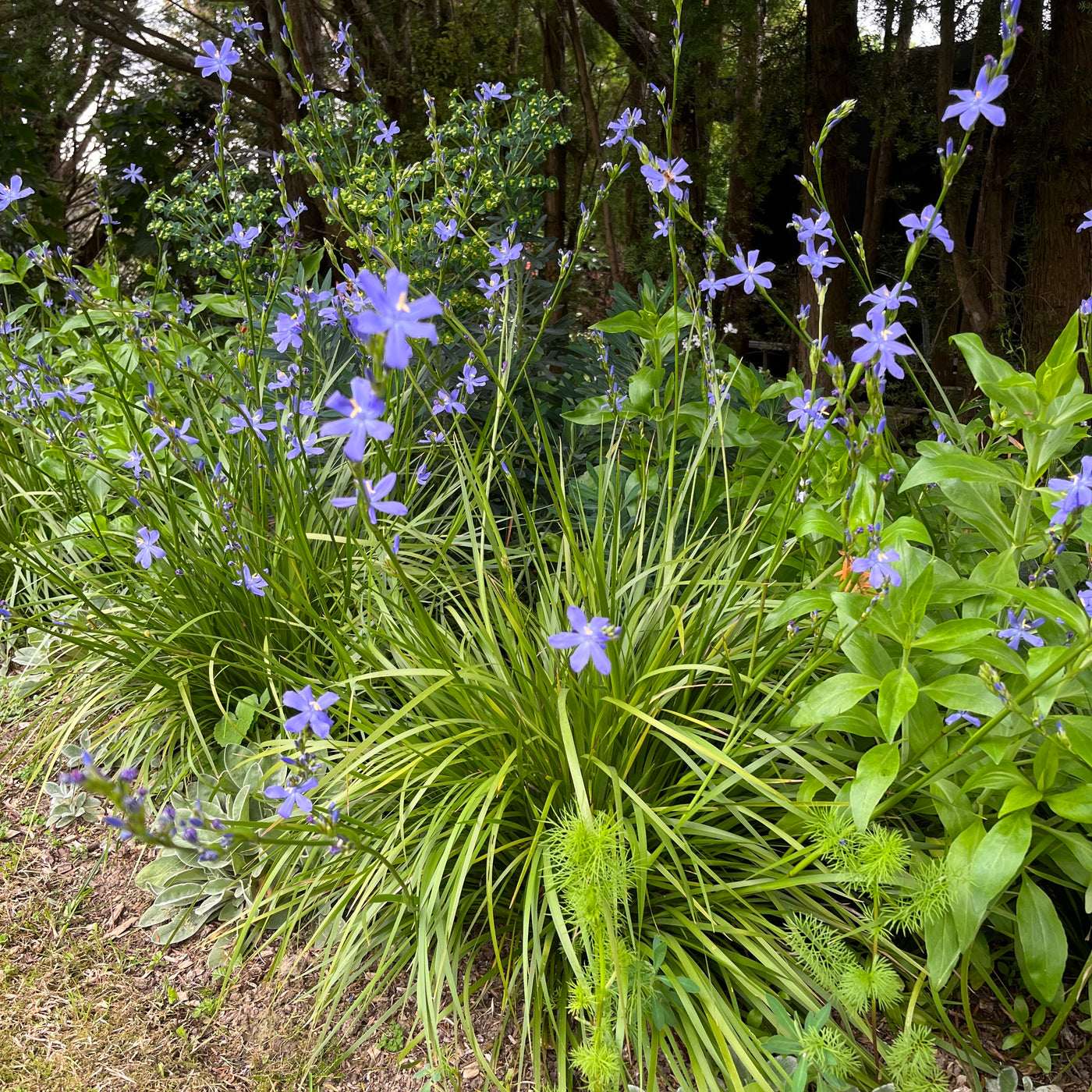 Puriri Lane | Orthrosanthos multiflorus