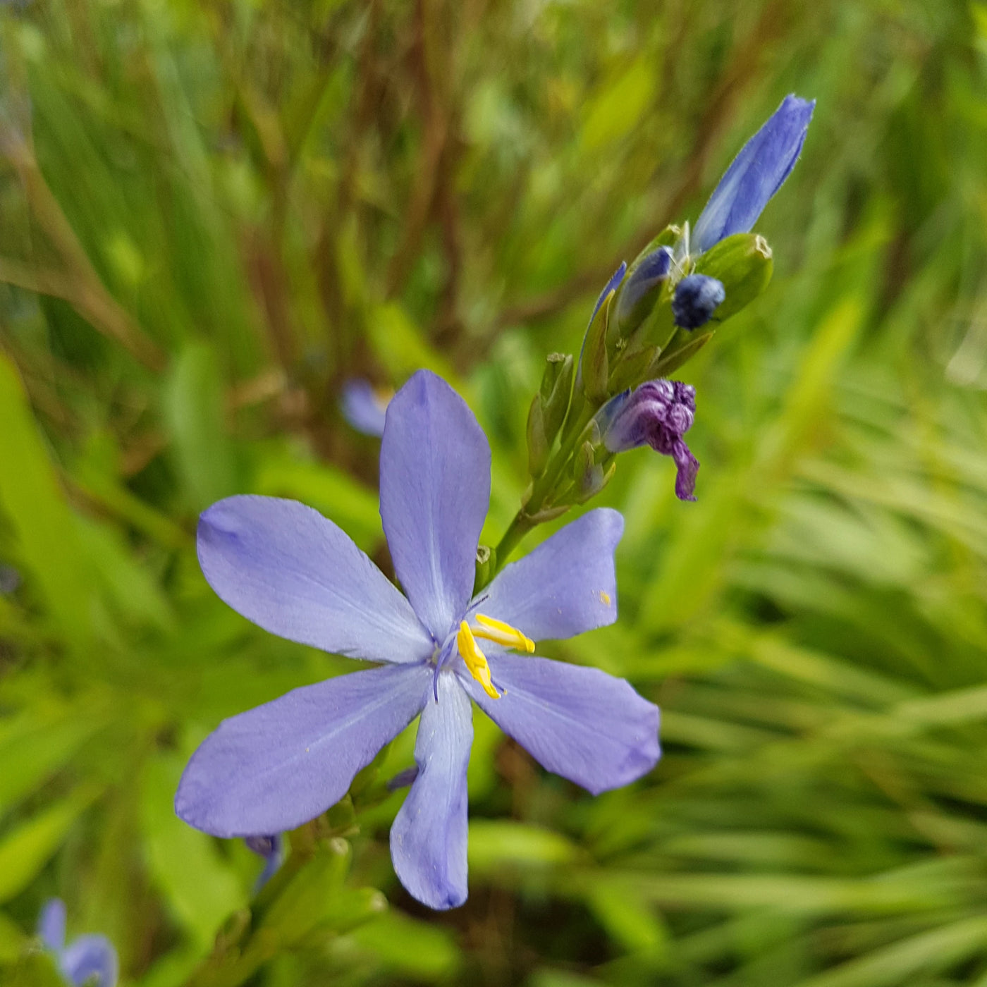 Puriri Lane | Orthrosanthos multiflorus