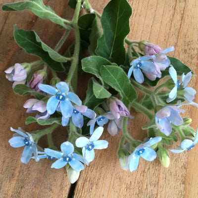 Puriri Lane Oxypetalum coeruleum | Tweedia | Heaven Born