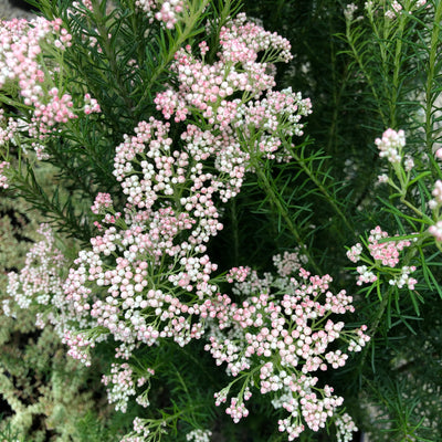 Puriri Lane | Ozothamnus diosmifolius | Just Blush