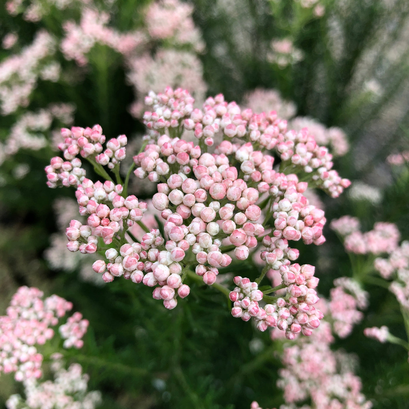 Puriri Lane | Ozothamnus diosmifolius | Just Blush