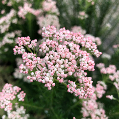 Puriri Lane | Ozothamnus diosmifolius | Just Blush