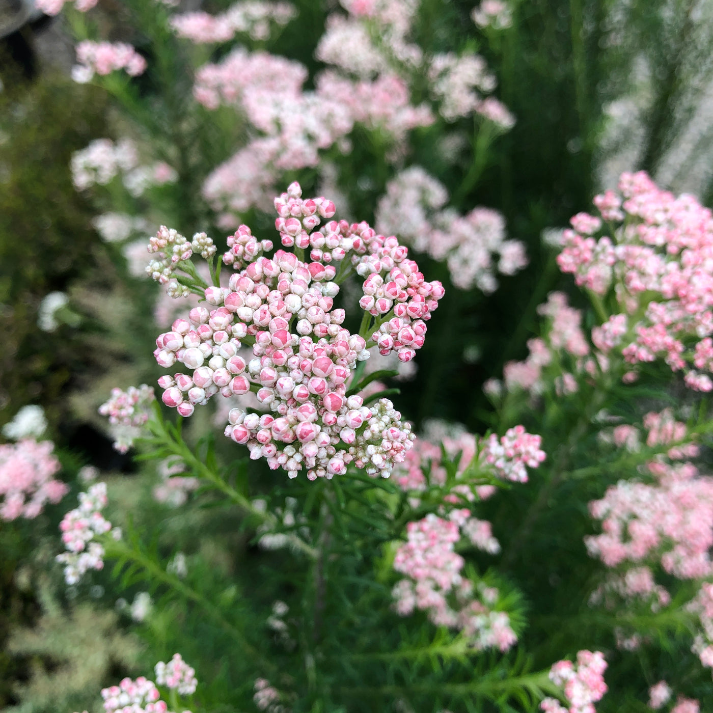 Puriri Lane | Ozothamnus diosmifolius | Just Blush